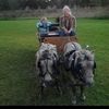 blueheelers